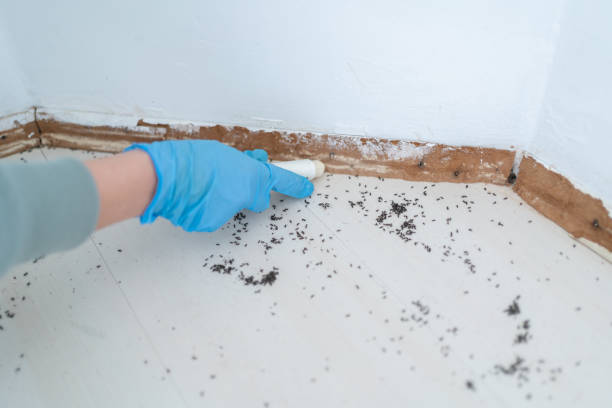 Best Local Pest Control Services  in Happy Valley, CA